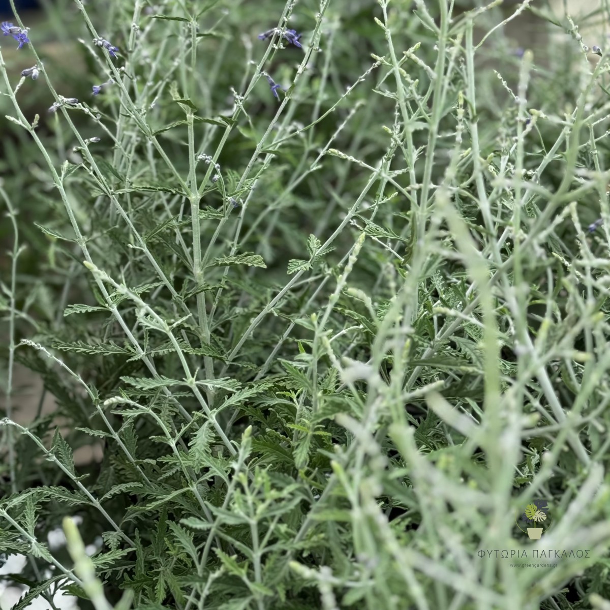 Περόβσκια (Perovskia atriplicifolia) | Ανθεκτικός Θάμνος με Μπλε Ανθοφορία - 2