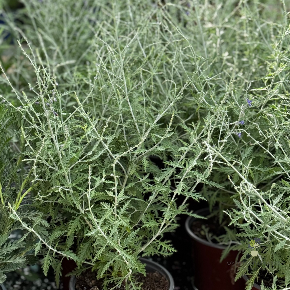 Περόβσκια (Perovskia atriplicifolia) | Ανθεκτικός Θάμνος με Μπλε Ανθοφορία - 3