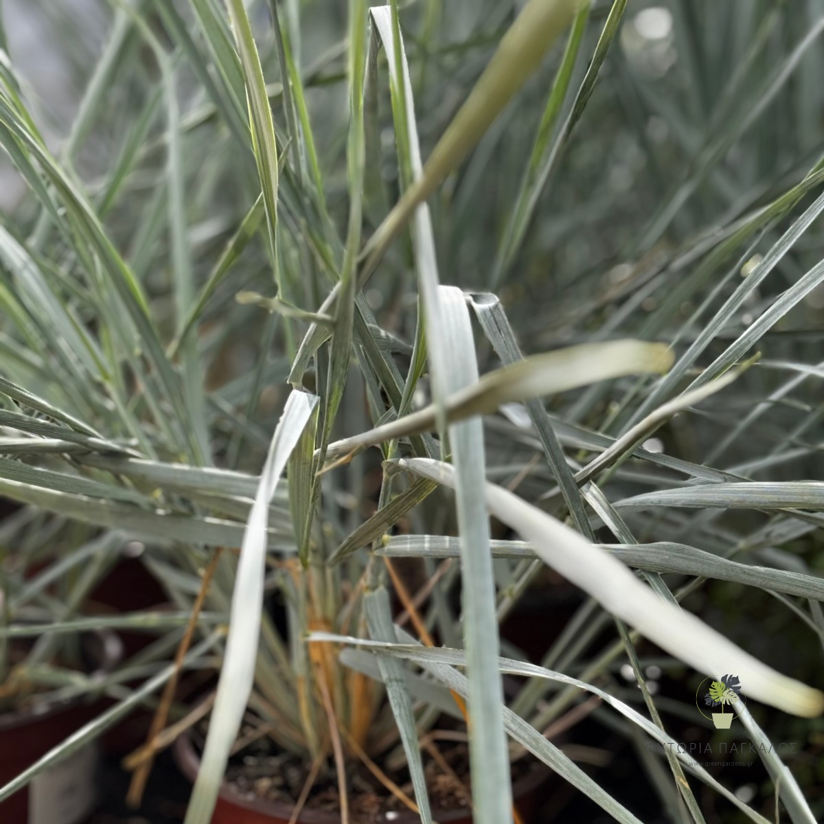 Λειμούς (Leymus arenarius) | Blue Dune Grass - Ανθεκτικό Διακοσμητικό Αγρωστώδες - 3