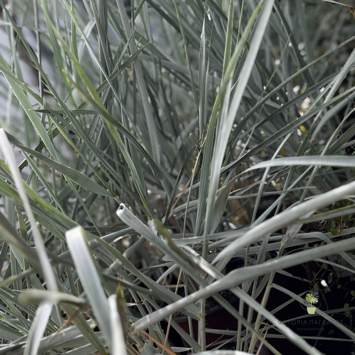 Λειμούς (Leymus arenarius) | Blue Dune Grass - Ανθεκτικό Διακοσμητικό Αγρωστώδες - 2 lt