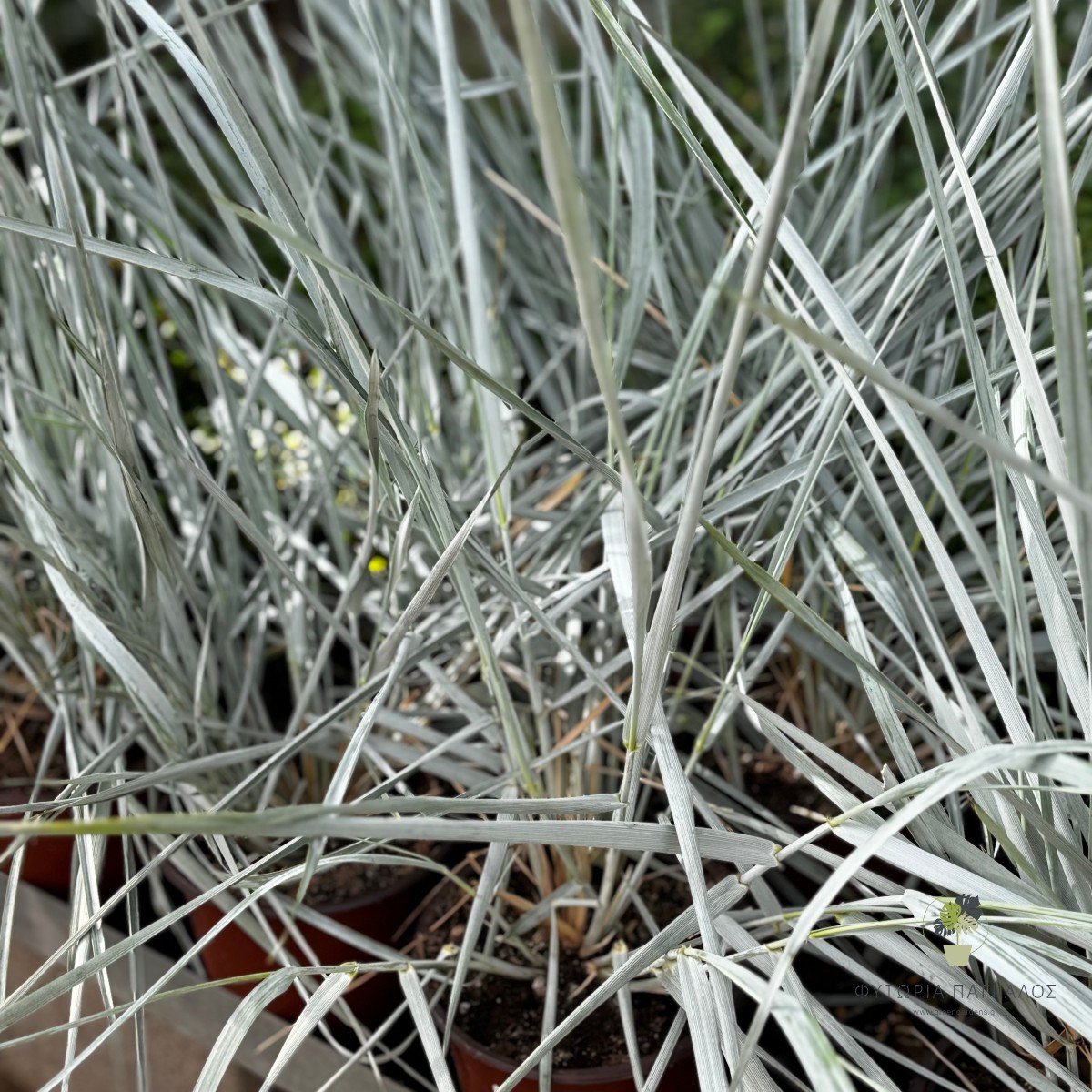 Λειμούς (Leymus arenarius) | Blue Dune Grass - Ανθεκτικό Διακοσμητικό Αγρωστώδες - 2