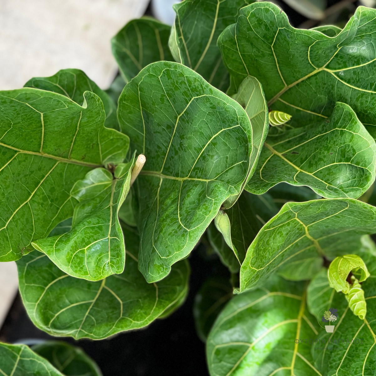 Φίκος Λυράτα (Ficus lyrata) | Fiddle Leaf Fig - Premium Φυτό Εσωτερικού Χώρου - 5 lt