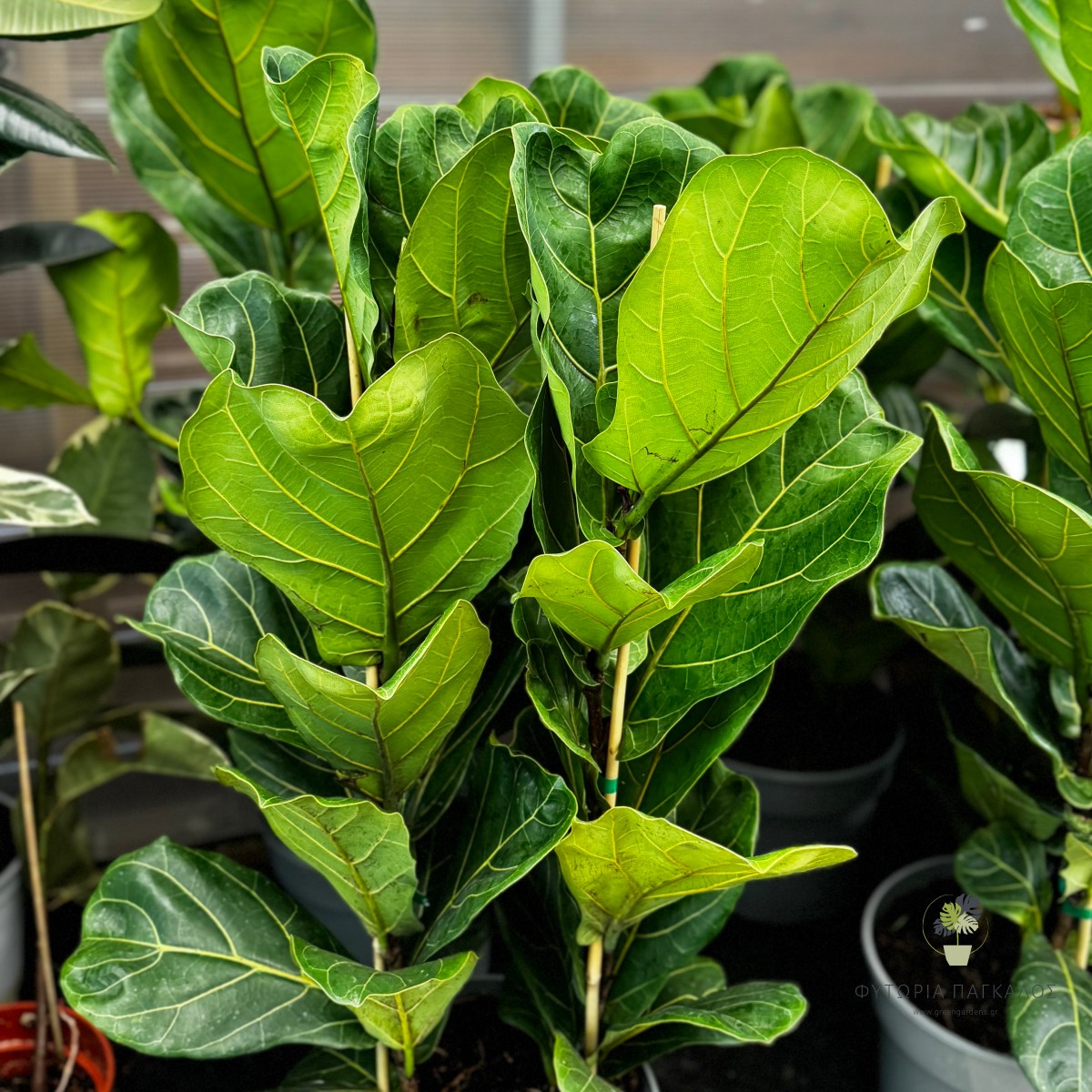 Φίκος Λυράτα (Ficus lyrata) | Fiddle Leaf Fig - Premium Φυτό Εσωτερικού Χώρου - 2
