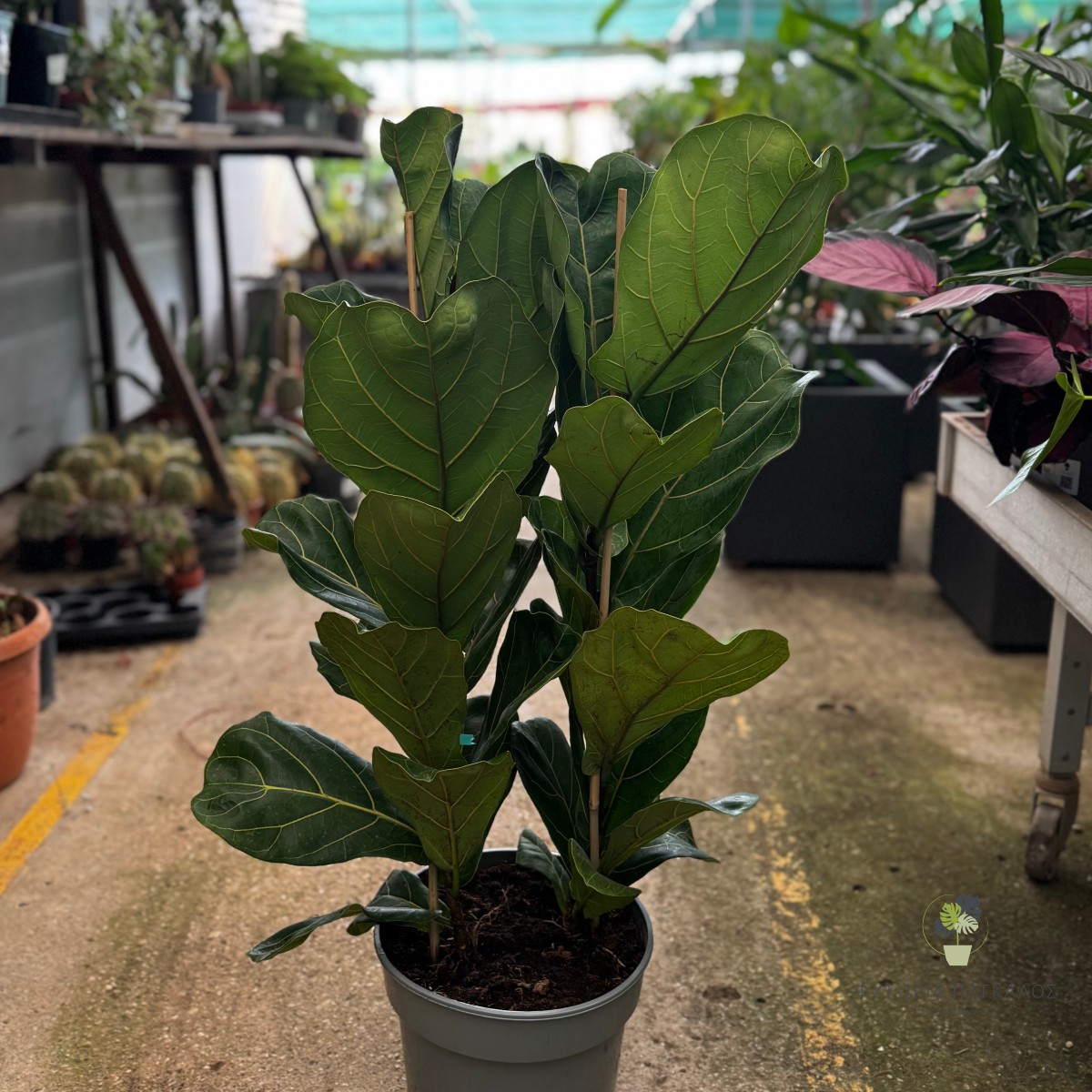Φίκος Λυράτα (Ficus lyrata) | Fiddle Leaf Fig - Premium Φυτό Εσωτερικού Χώρου - 3