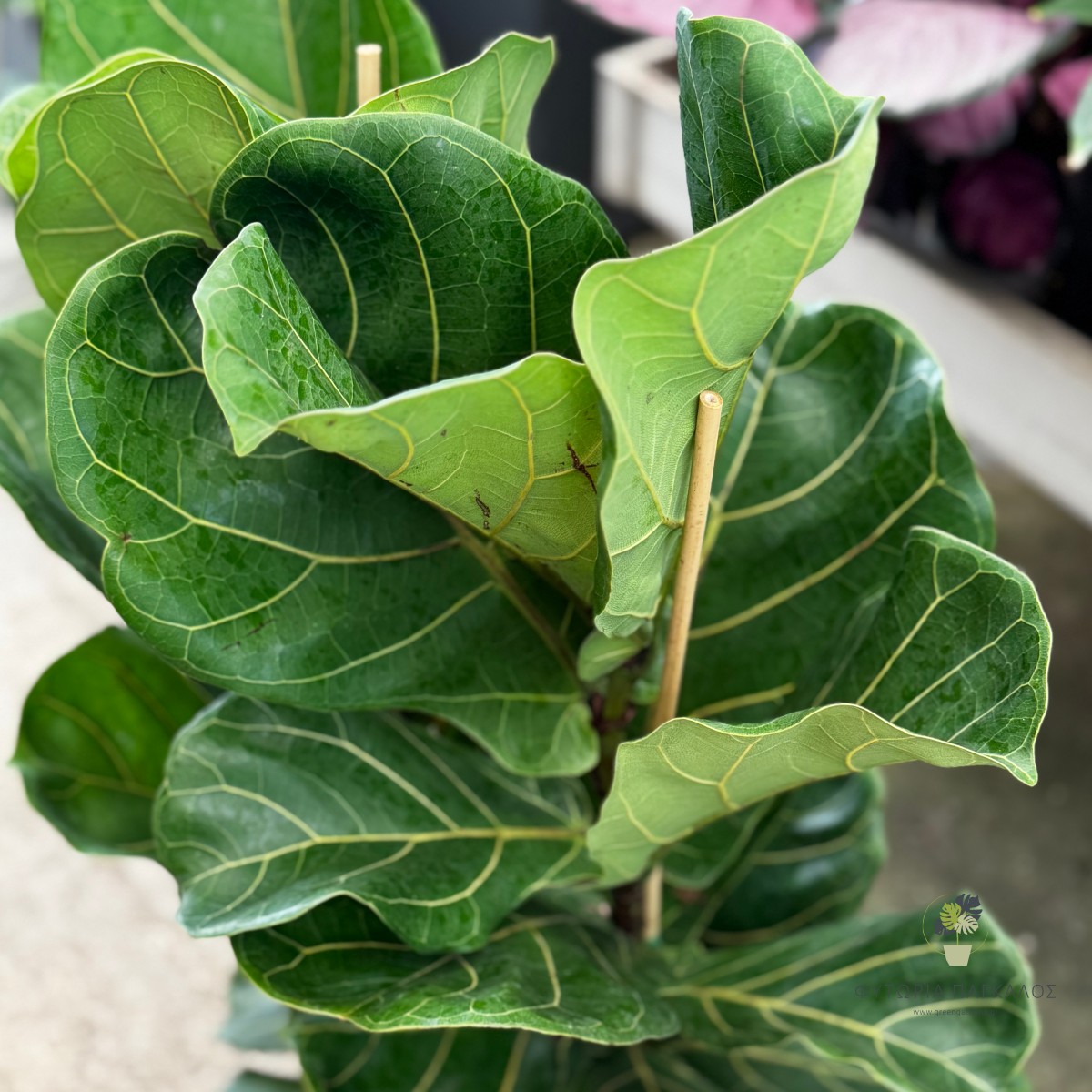 Φίκος Λυράτα (Ficus lyrata) | Fiddle Leaf Fig - Premium Φυτό Εσωτερικού Χώρου - 4