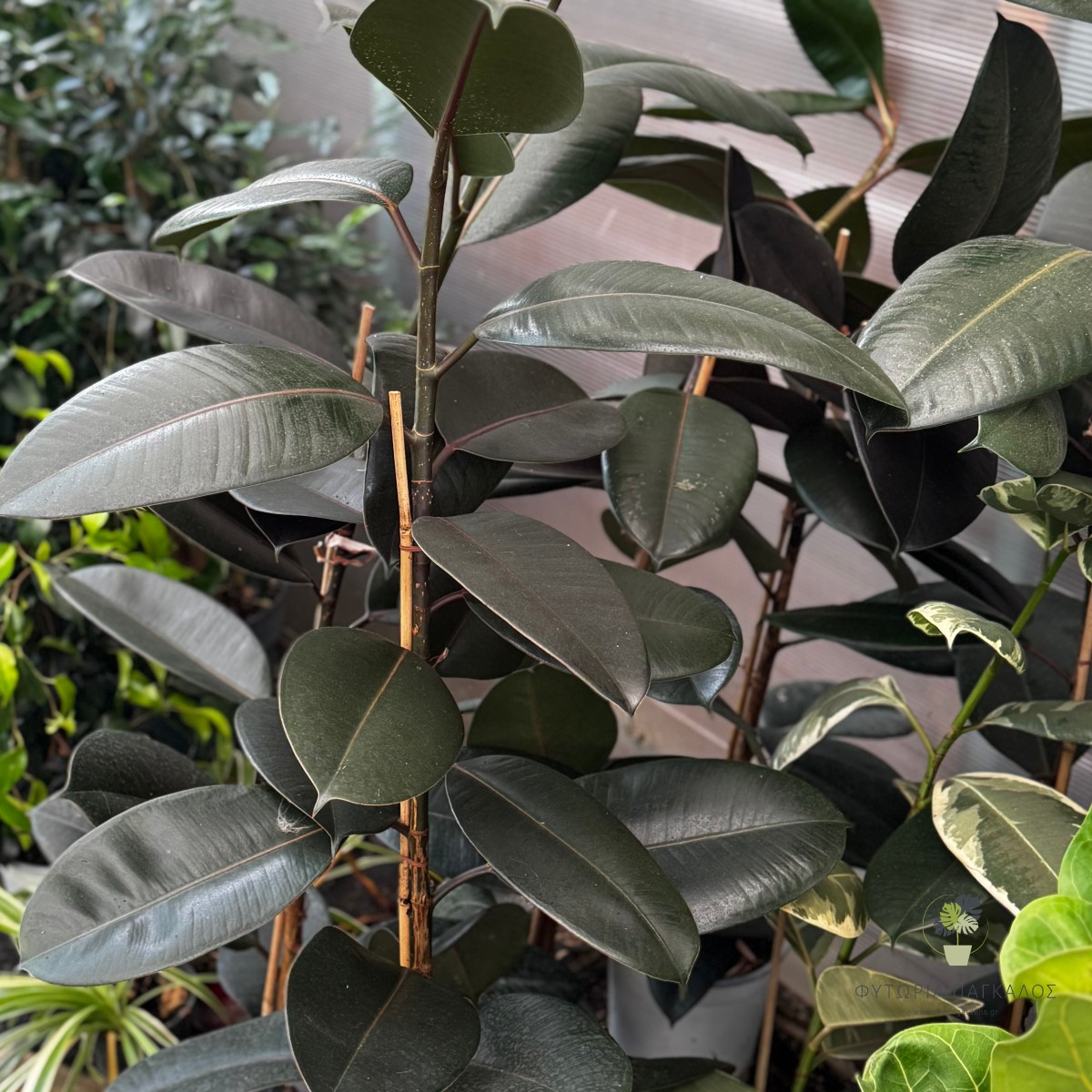 Φίκος Ελάστικα (Ficus elastica) | Rubber Plant - Πολυτελές Φυτό Εσωτερικού Χώρου - 3