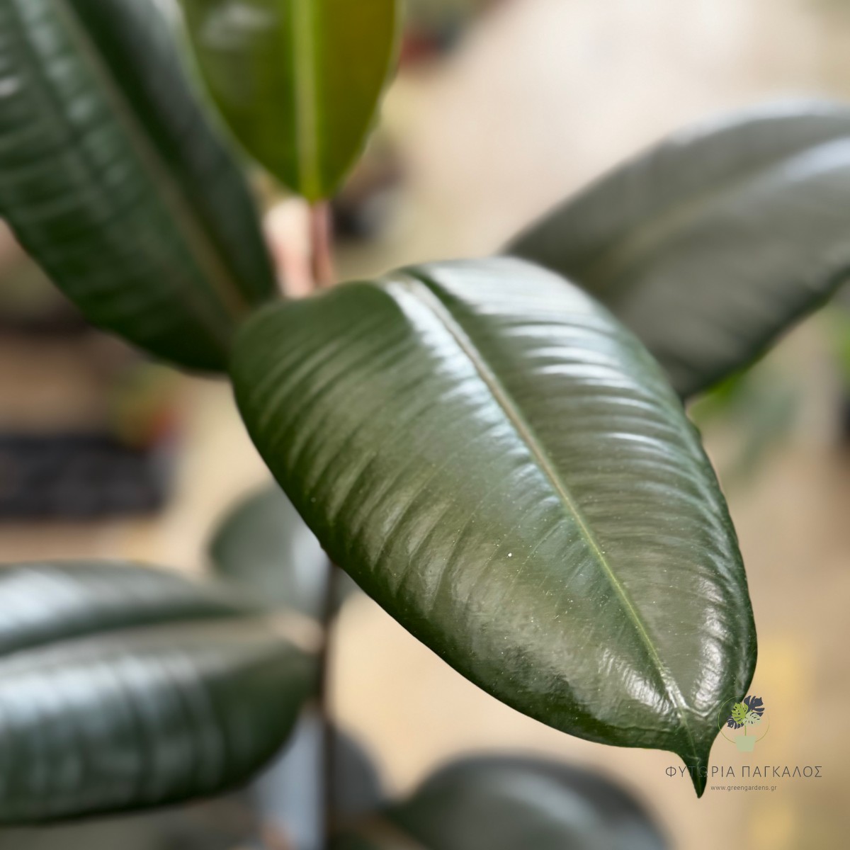 Φίκος Ελάστικα (Ficus elastica) | Rubber Plant - Πολυτελές Φυτό Εσωτερικού Χώρου - 4