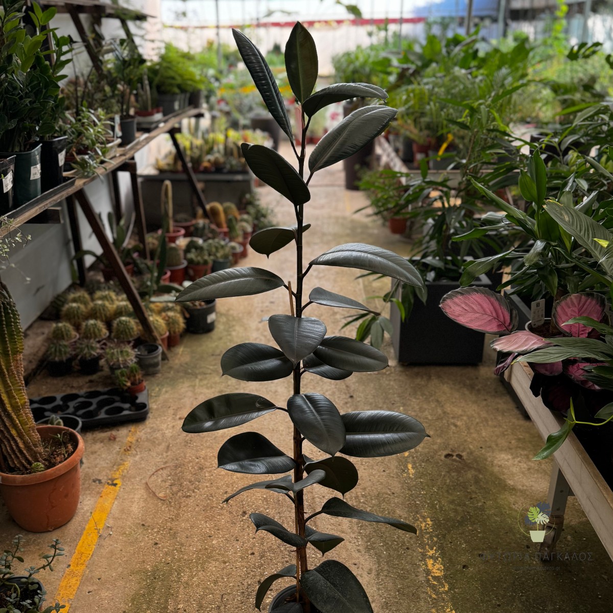 Φίκος Ελάστικα (Ficus elastica) | Rubber Plant - Πολυτελές Φυτό Εσωτερικού Χώρου - 2