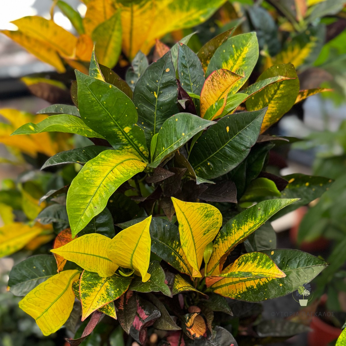 Κρότων (Codiaeum variegatum) | Πολύχρωμο Φυτό Εσωτερικού Χώρου - 5 lt