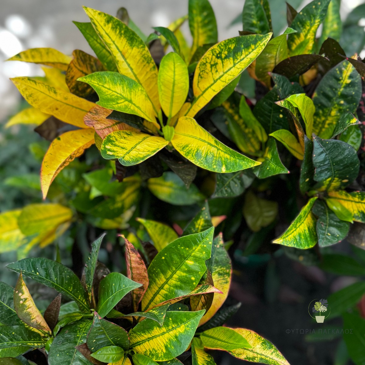 Κρότων (Codiaeum variegatum) | Πολύχρωμο Φυτό Εσωτερικού Χώρου - 2