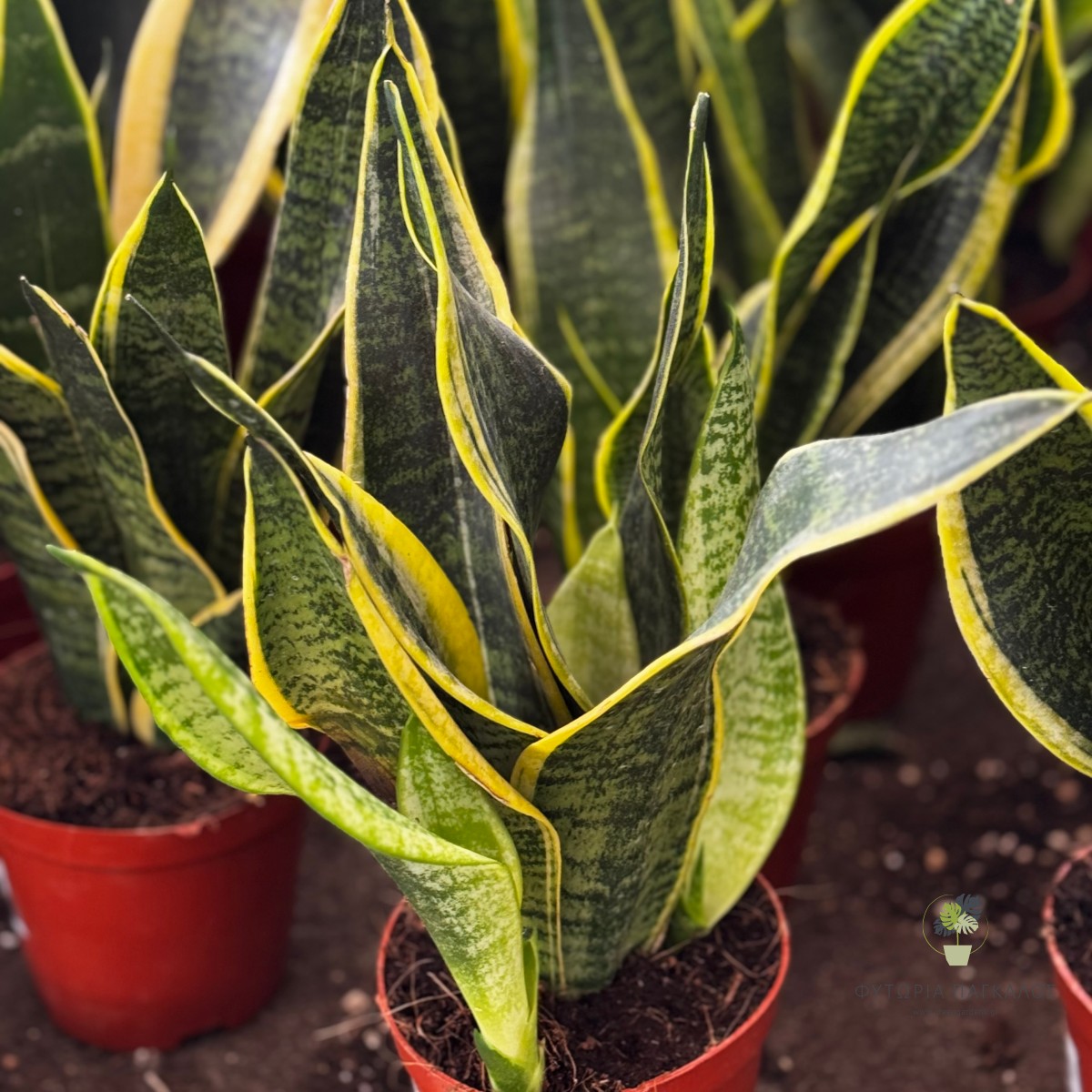 Σανσιβέρια (Sansevieria) | Dracaena trifasciata | Ανθεκτικό Φυτό Εσωτερικού Χώρου - 3