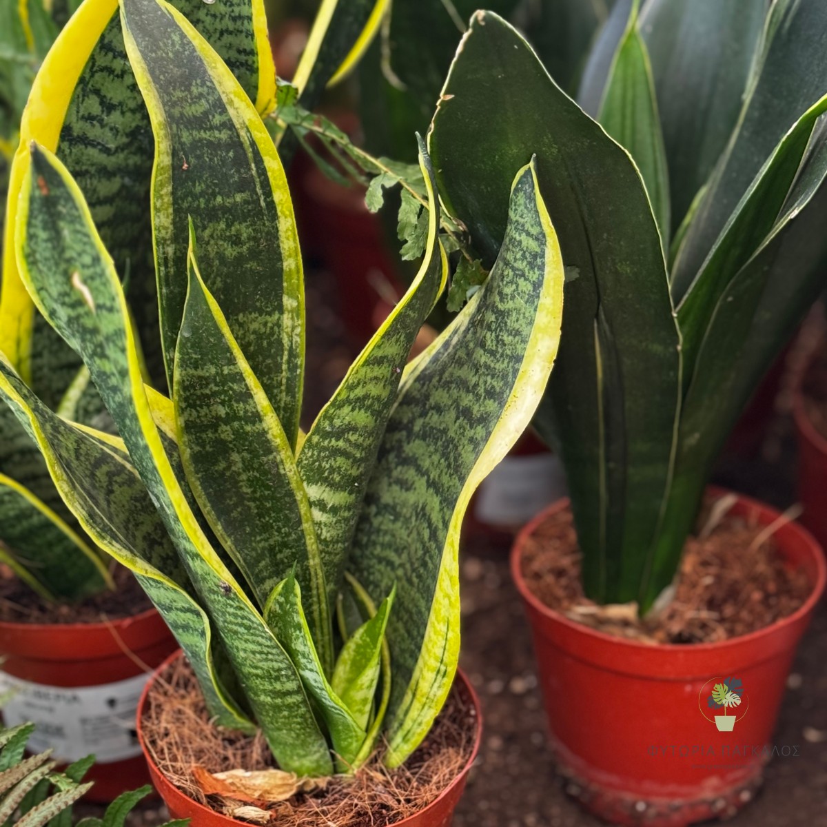 Σανσιβέρια (Sansevieria) | Dracaena trifasciata | Ανθεκτικό Φυτό Εσωτερικού Χώρου - 1lt