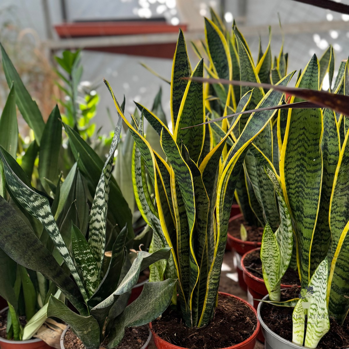 Σανσιβέρια (Sansevieria) | Dracaena trifasciata | Ανθεκτικό Φυτό Εσωτερικού Χώρου - 2