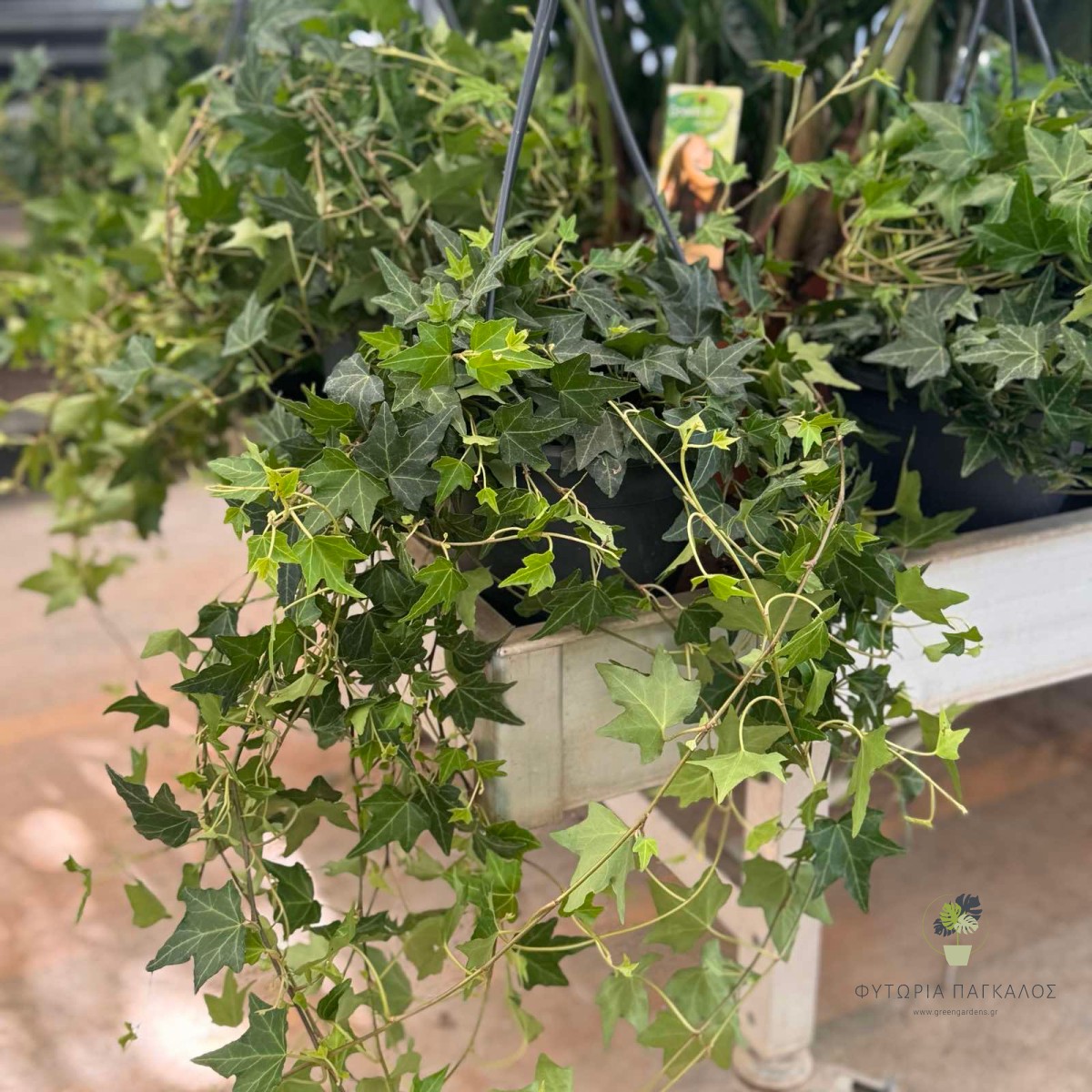 Κισσός (Hedera helix) - 5 lt