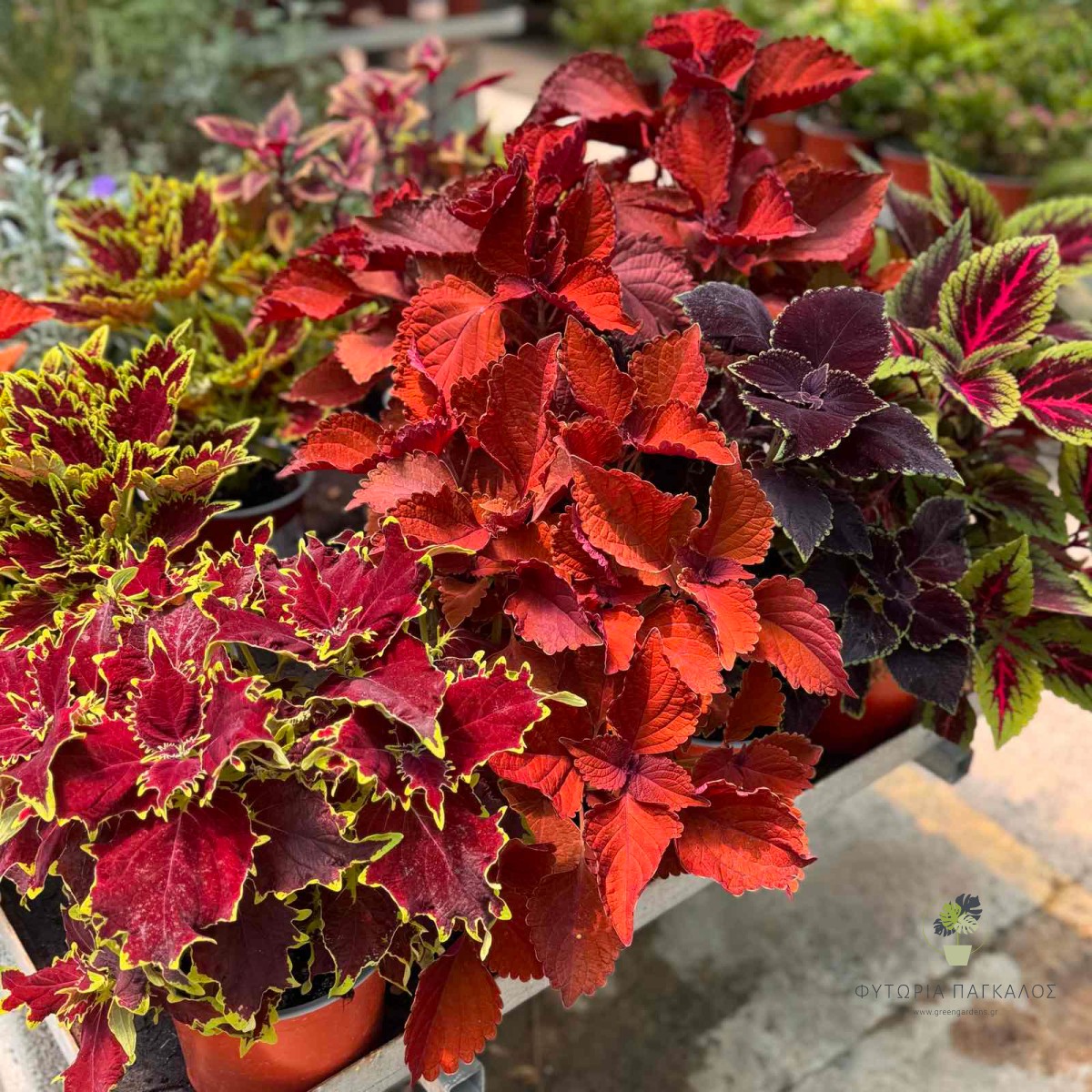 Ωραίο Φύλλο / Κολεός (Coleus blumei) - 
