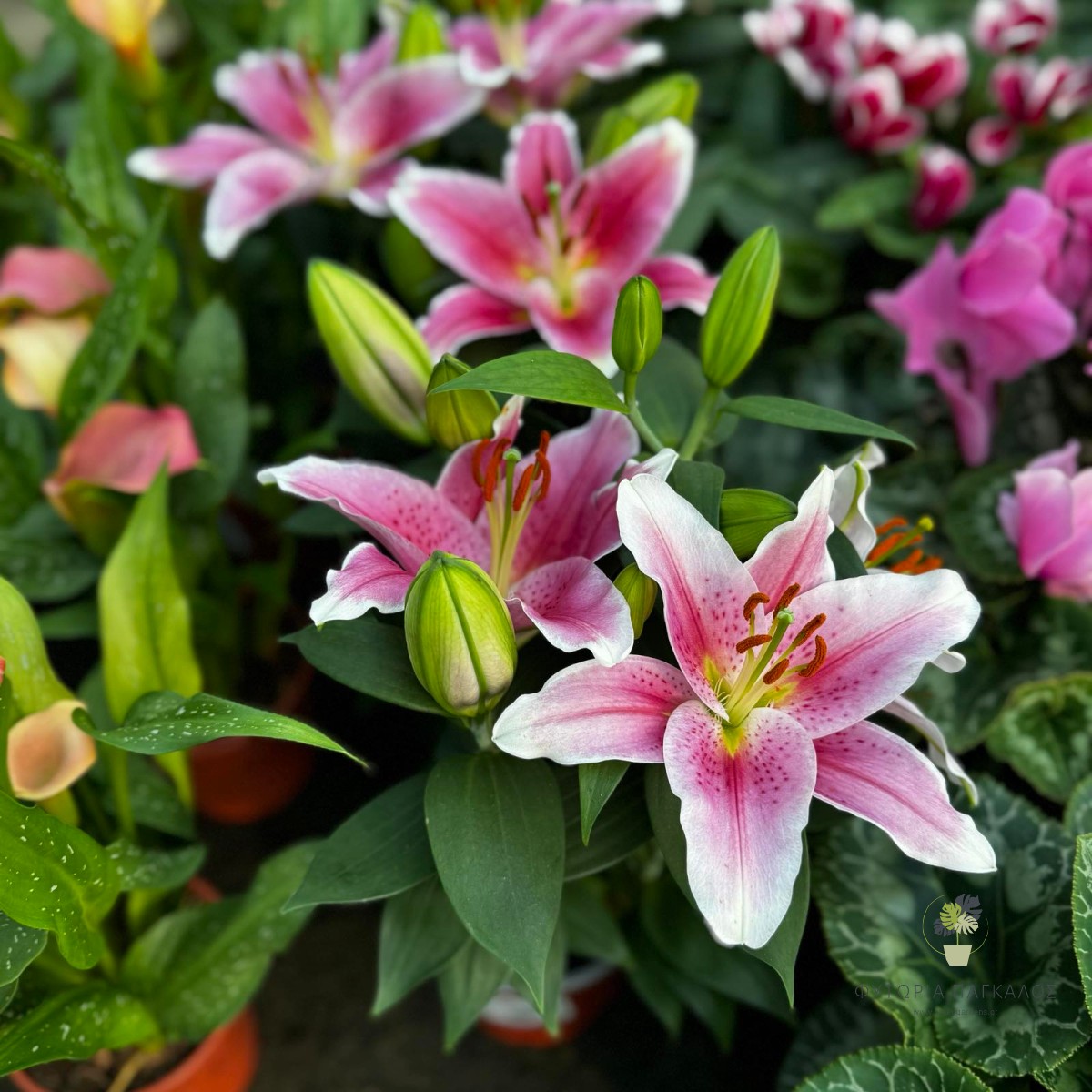 Λίλιουμ – Κρίνος (Lilium spp.) | Εντυπωσιακό Ανθοφόρο Φυτό