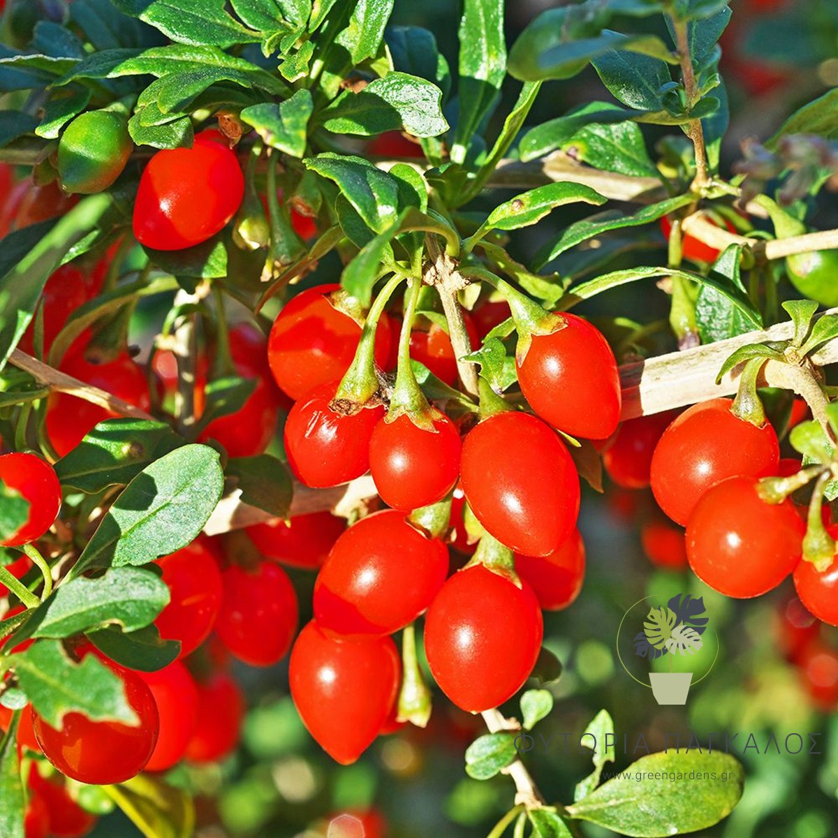 🍒 Γκότζι (Lycium barbarum “Goji”) - 2 lt