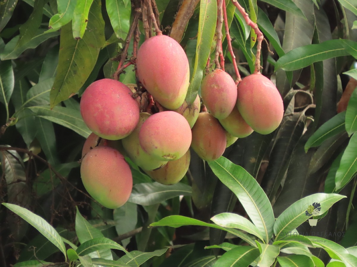 Μάνγκο (Mangifera indica) – Εξωτικό Καρποφόρο Δέντρο με Γλυκούς Καρπούς - 1