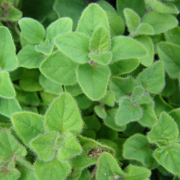 Μαντζουράνα (Origanum majorana) - 2 lt