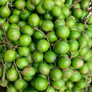 Melicoccus bijugatus – Το Τροπικό Φρούτο - 5 lt