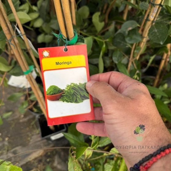  Moringa – Το “Δέντρο της Ζωής” - 2