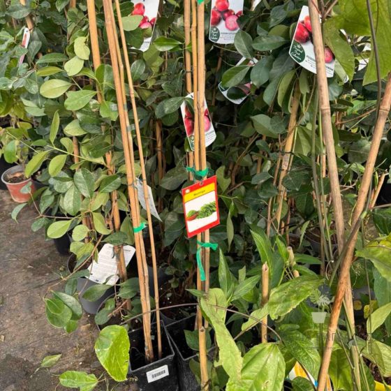  Moringa – Το “Δέντρο της Ζωής” - 5 lt