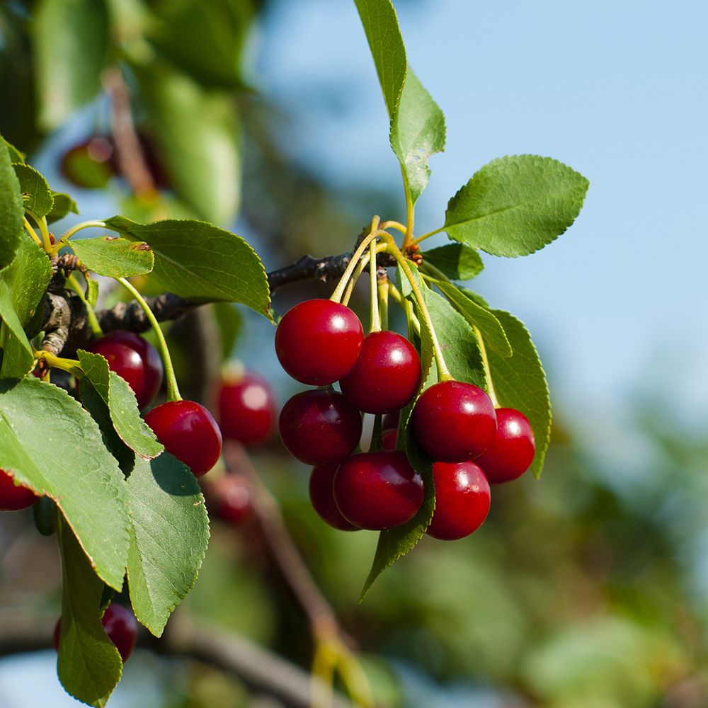 Βυσσινιά | Prunus cerasus | Παραγωγικό Δέντρο Βύσσινου | Green Gardens - 