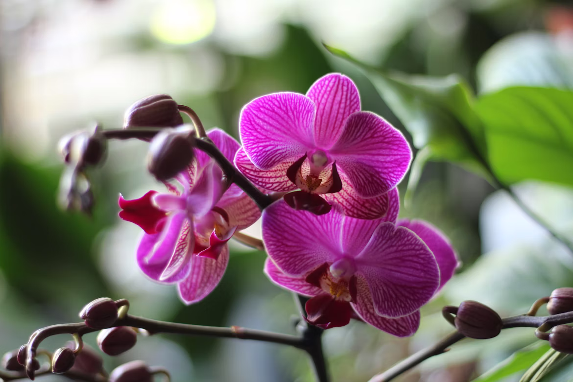 🌸 ΟΡΧΙΔΕΑ ΦΑΛΑΙΝΟΨΙΣ – Phalaenopsis sp - 12cm