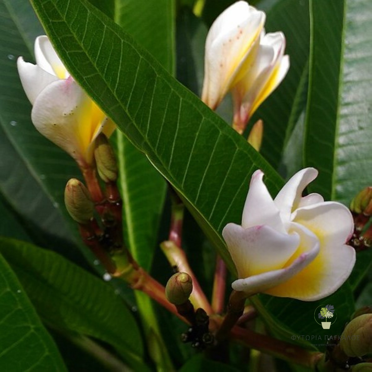 ΠΛΟΥΜΕΡΙΑ – Plumeria - 2