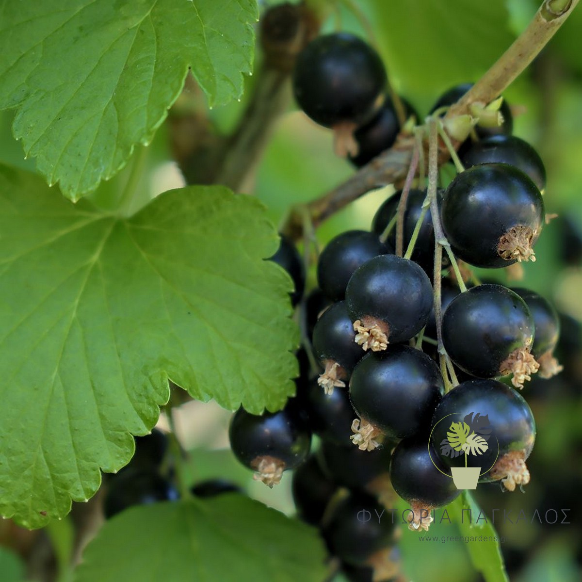 🍇 Φραγκοστάφυλλο Μαύρο (Ribes nigrum “Noir de Bourgogne”) - 2 lt