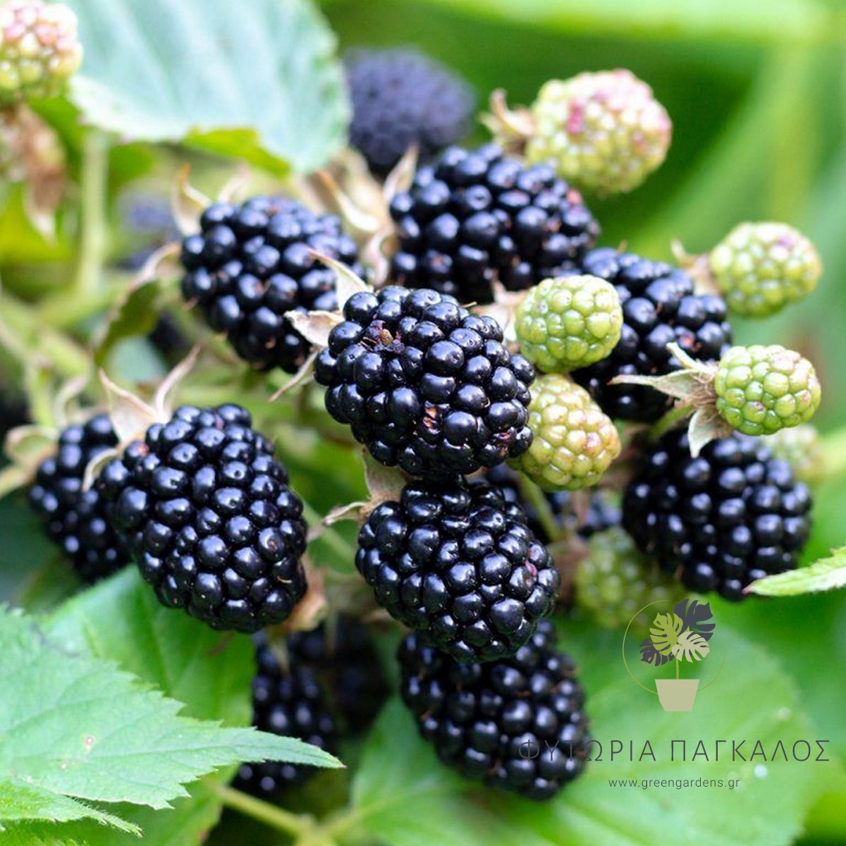 🫐 Βατόμουρο χωρίς αγκάθια (Rubus fruticosus “Thornless Evergreen”) - 2 lt