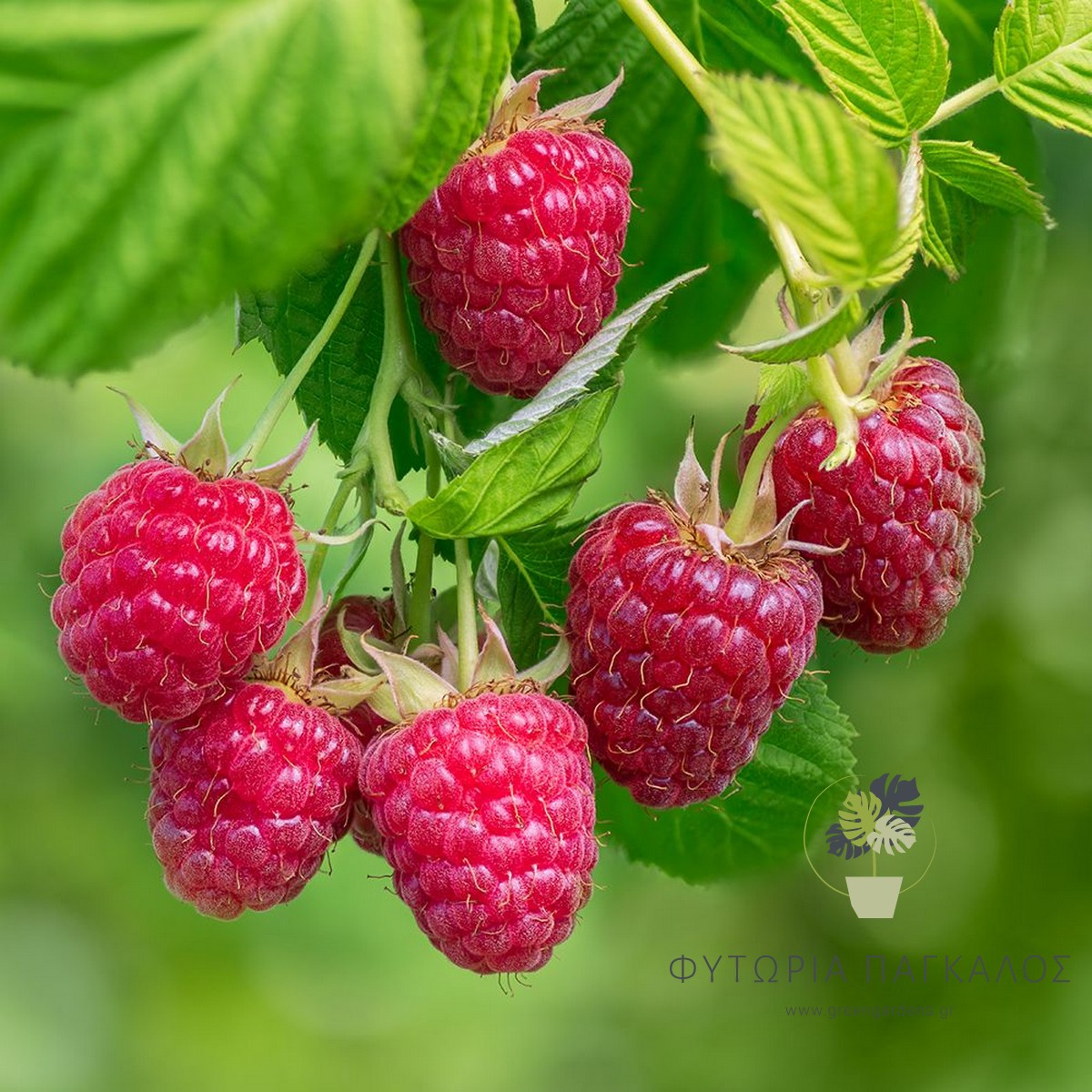 🍓 Σμέουρα (Rubus idaeus) - 2 lt