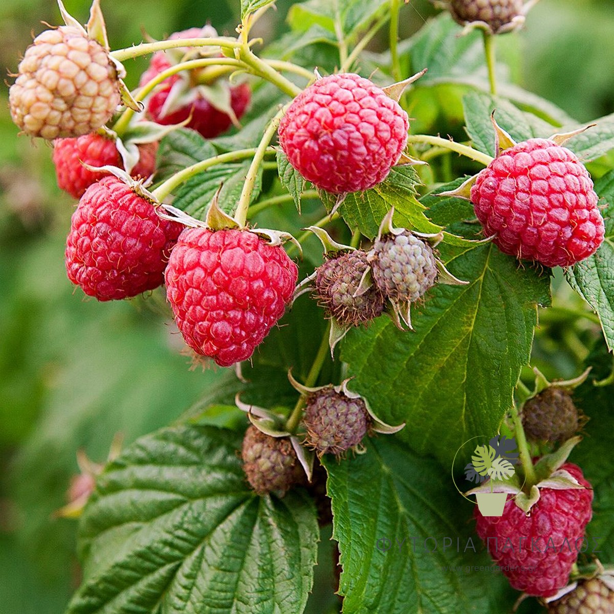 🍓 Βατόμουρο Κόκκινο (Rubus fruticosus sp) - 2 lt