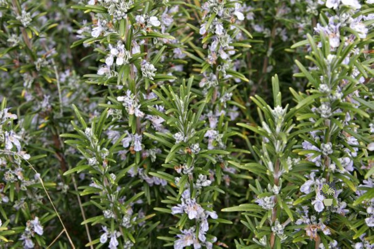 🌿 Δενδρολίβανο (Rosmarinus officinalis) - 1
