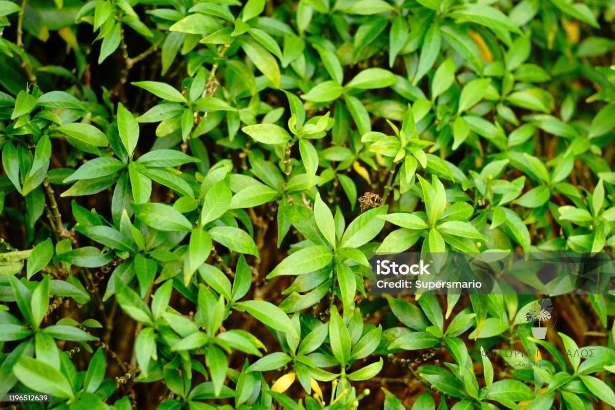 ΣΑΡΚΟΚΟΚΑ – Sarcococca hookeriana