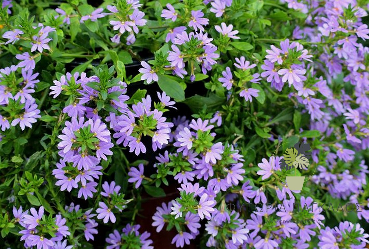 Σκεύολα (Scaevola aemula) | Κρεμοκλαδές Ανθοφόρο Φυτό για Γλάστρες & Κήπο - 4 lt
