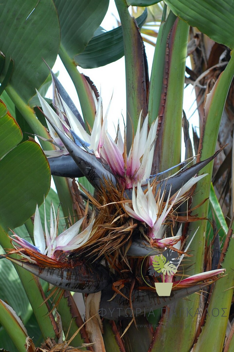 Στερλίτσια Νικολάϊ (Strelitzia nicolai) | Εξωτικό Τροπικό Φυτό για Κήπο & Γλάστρα - 3 lt