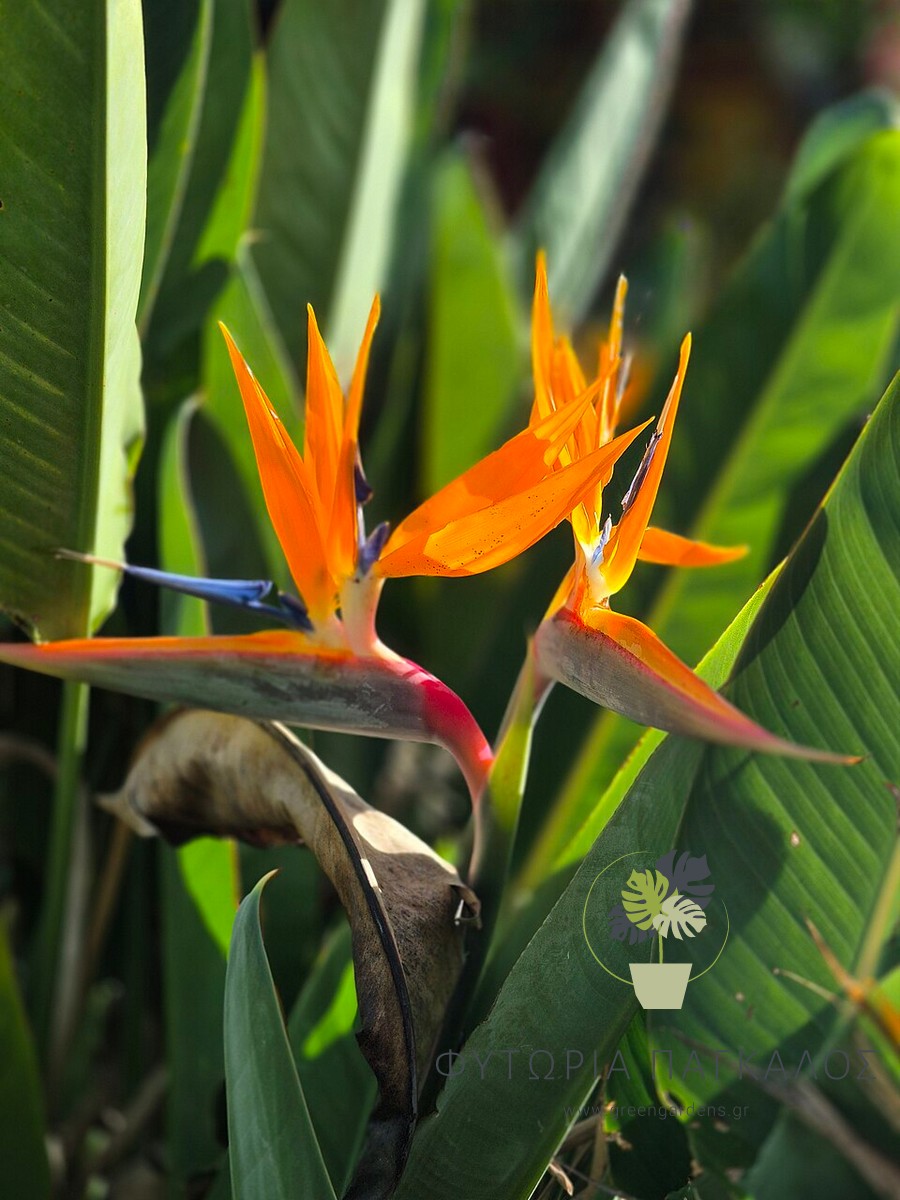 Στερλίτσια Ρεγγίνε (Strelitzia reginae) | Πουλί του Παραδείσου με Εξωτικά Άνθη - 3 lt