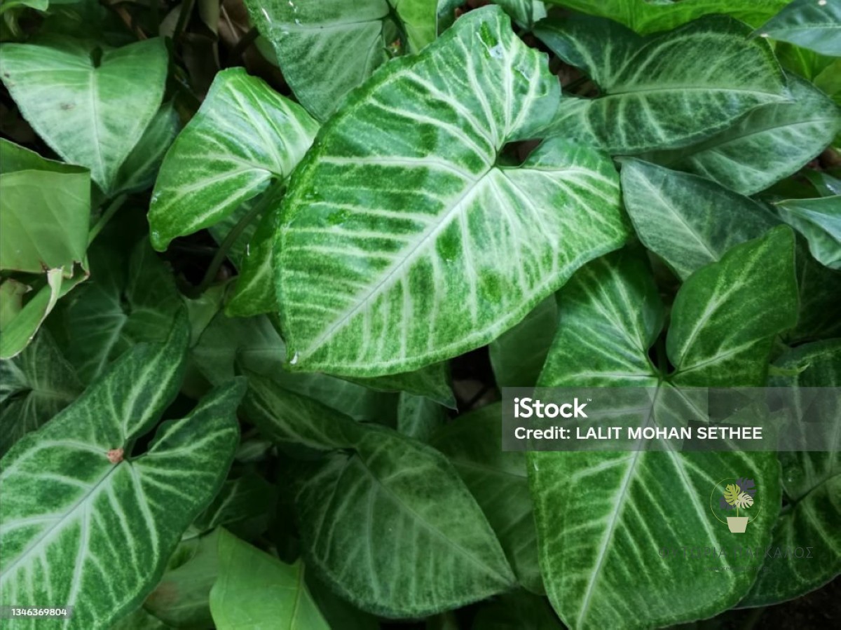 🍃 ΣΙΓΓΟΝΙΟ – Syngonium sp - 12 cm