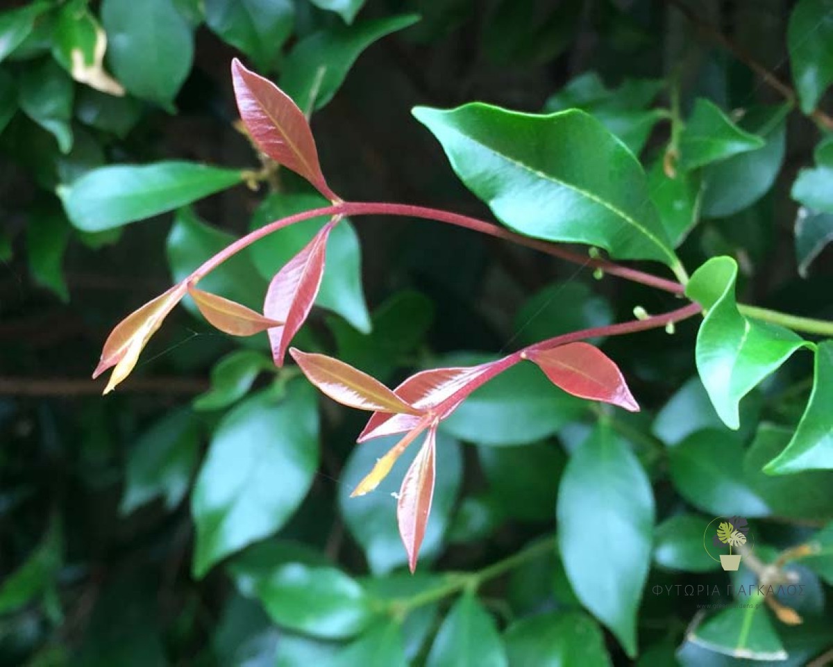 Ακμένα (Syzygium smithii) | Αειθαλής Θάμνος για Φράκτη & Κήπο - 2