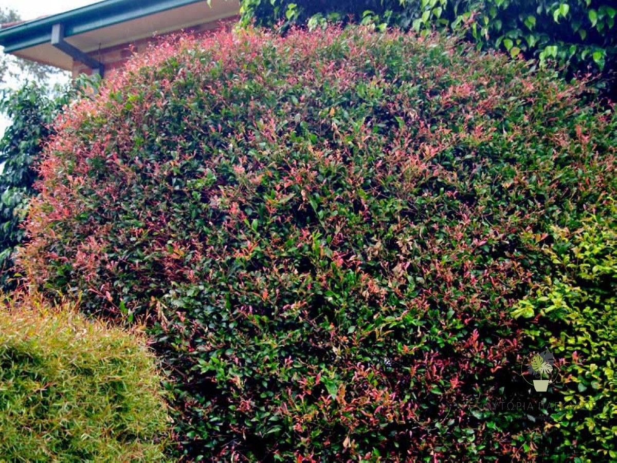 Ακμένα (Syzygium smithii) | Αειθαλής Θάμνος για Φράκτη & Κήπο - 3