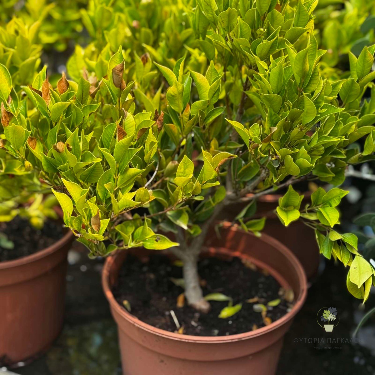 Ακμένα (Syzygium smithii) | Αειθαλής Θάμνος για Φράκτη & Κήπο - 4 lt