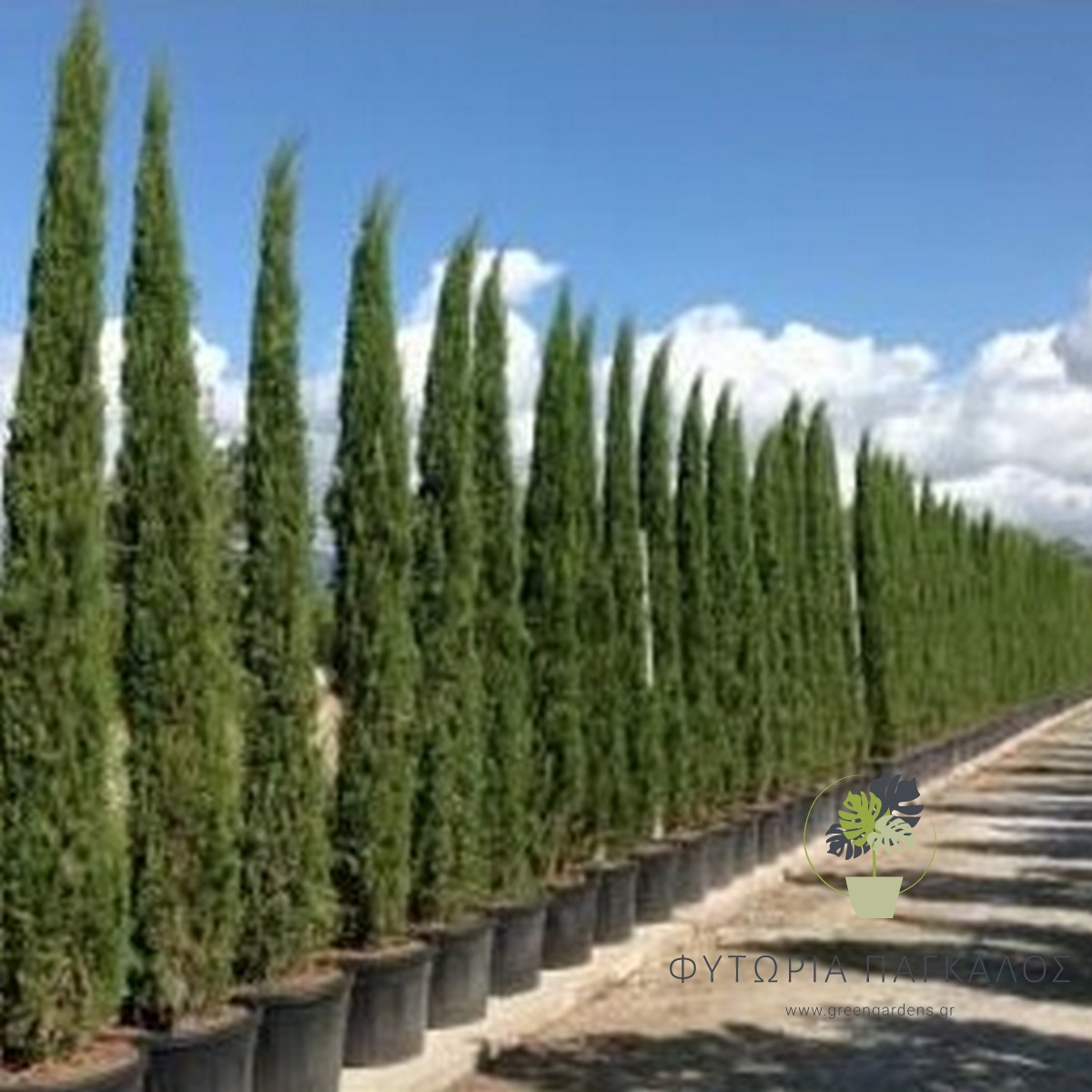 Κυπαρίσσι Τοτέμ (Cupressus sempervirens ‘Totem’) - 3