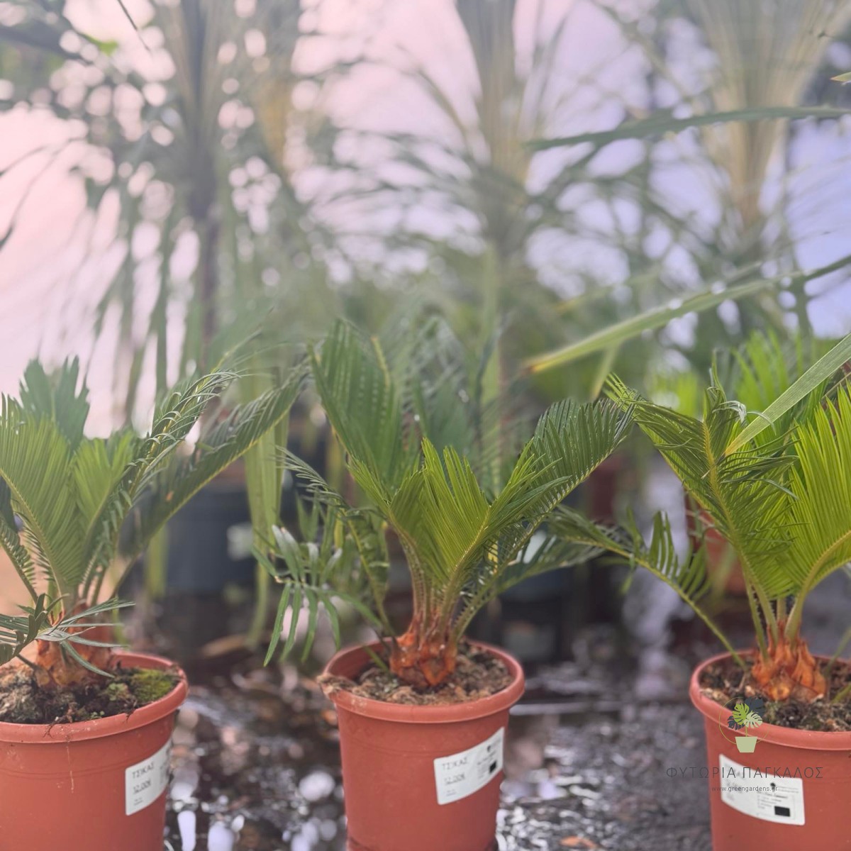 Κυκάς (Cycas revoluta) | Εξωτικό Αειθαλές Φυτό για Κήπο & Γλάστρα - 3 lt
