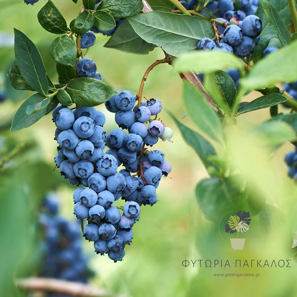 🫐 Μύρτιλλο (Blueberry) - 2 lt