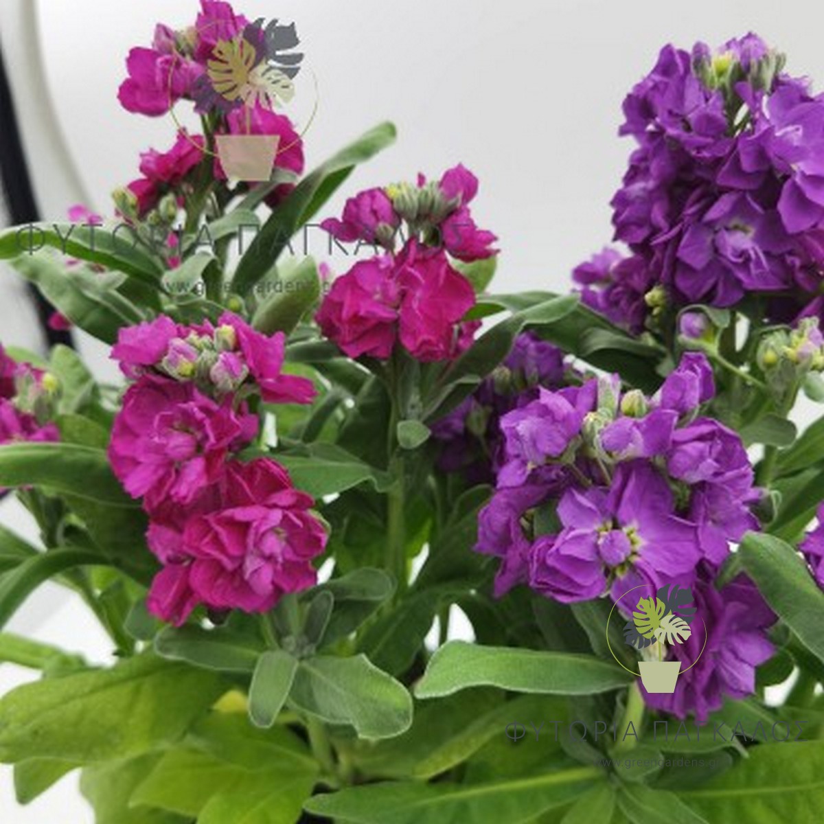 🌸 ΒΙΟΛΕΤΑ – Violaceae sp - 2 lt