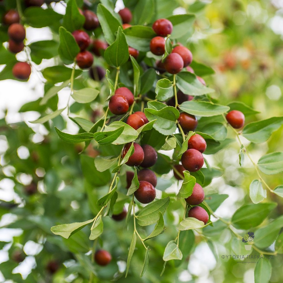 Τζιτζιφιά Μεγαλόκαρπη (Ziziphus jujuba) - 5 lt