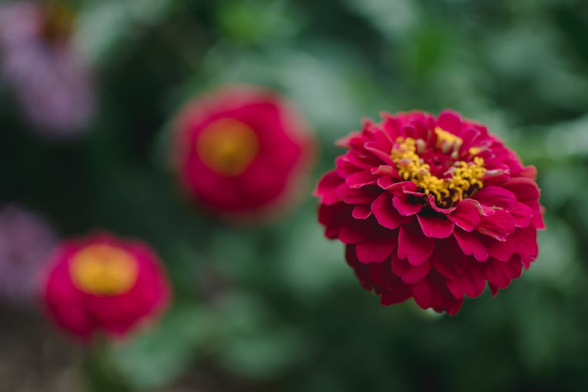 🌸 ΖΙΝΝΙΑ – Zinnia sp - 2 lt