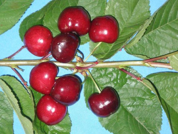 Τραγανό Μαύρο Αρωματικό Κεράσι ( Prunus avium) - 