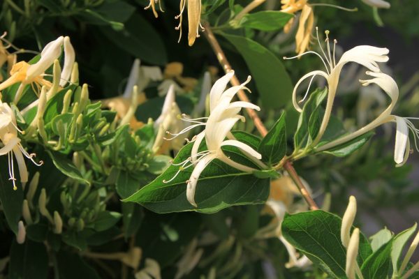 Αγιόκλημα (Lonicera japonica) - 